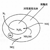 SHARON+ANAMMOX工藝組合